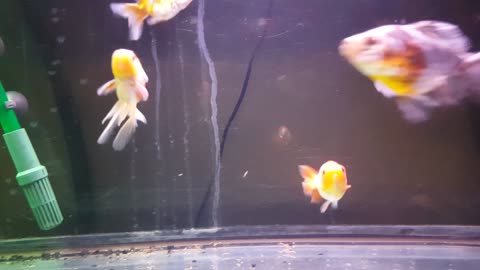 Happy fancy goldfish