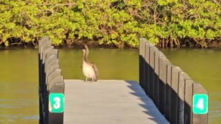 Big Pelican at Black Point Boat Ramp