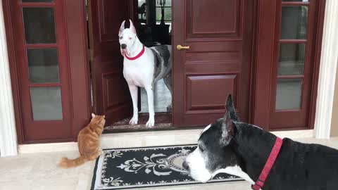 Funny Great Danes and Cat Try to Decide Inside or Outside or Inside