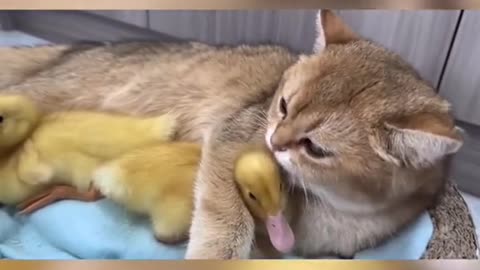 Mother of ducklings to a cat