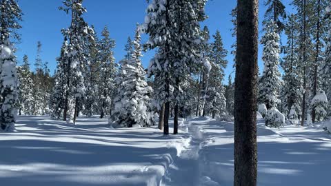 Fun Dry Powdered Sugar Snow – Central Oregon – Swampy Lakes Sno-Park