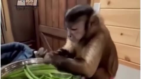 Monkey is helping in Hindi dub