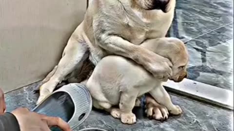 Cute dog protects her child😍😍