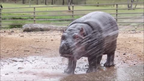 CUTE HIPPO BABIES COMPILATION #1