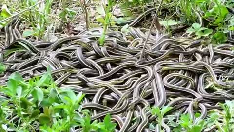 NatureNorth.com's Snakes Alive Video