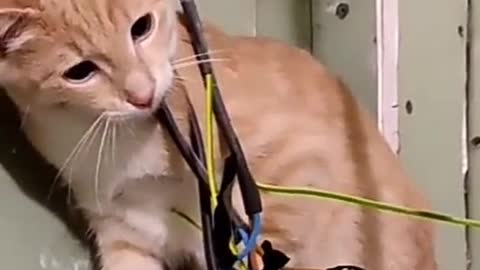 The nosy behavior of a cat until it gets electrocuted