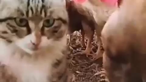 Funny cute cats