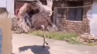 Classic Clip: Man chases off a mostly peaceful ostrich