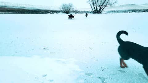 Heelers playing in the icy pond