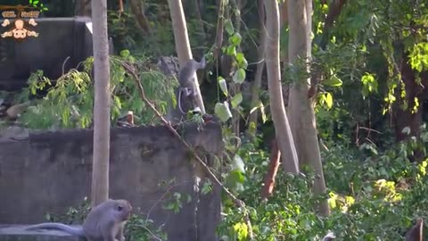 Animal Footage Monkeys Beautiful Scenes