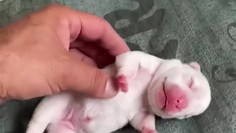 Puppy belly is the best ❤️
