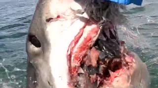white shark with sharp teeth