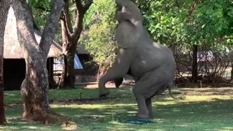 Have you ever seen an elephant standing on two legs?