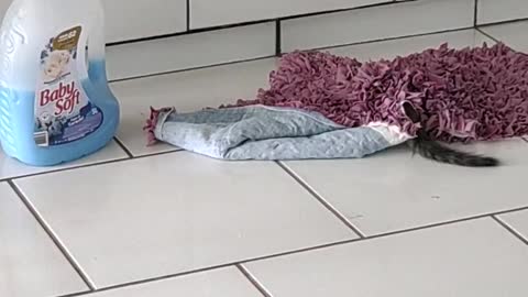 Joy Kitty fighting the rug
