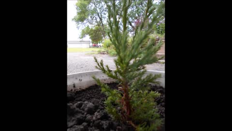 Happiness with a Giant Sequoia Tree August 31 2019