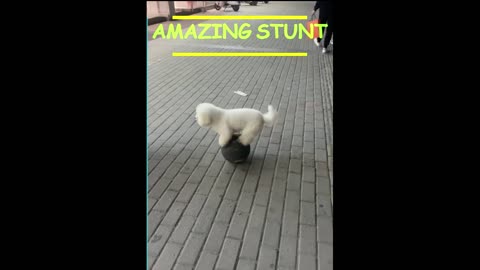 Amazing Stunt