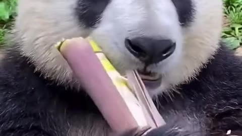 Panda eating