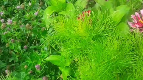 Bee Buzzes Around Zinnias