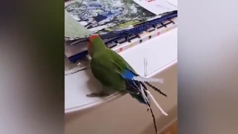 Smart And Funny Parrots parrot Talking Videos compilation pl super Dogs