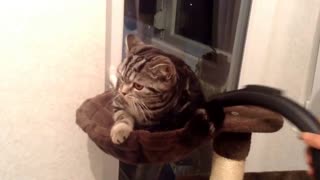 Cat enjoys with a vacuum cleaner