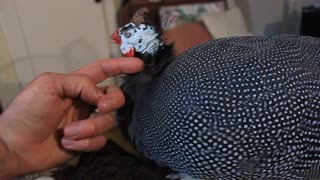 Pet guineafowl loves being tickled!
