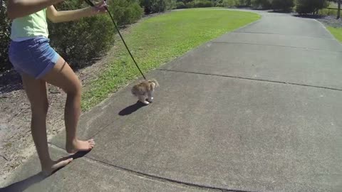 Rabbit at the beach