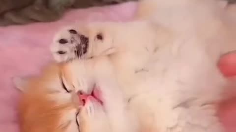 "Serene Slumber: The Timeless Beauty of a Sleeping Kitten"