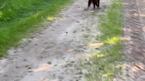 Playful Alpacas Get Tripped Up