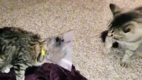 Skippity paps! Funny cat videos