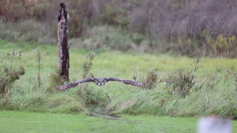 Slow motion great horned owl flying at Canadian Raptor Conservancy #2