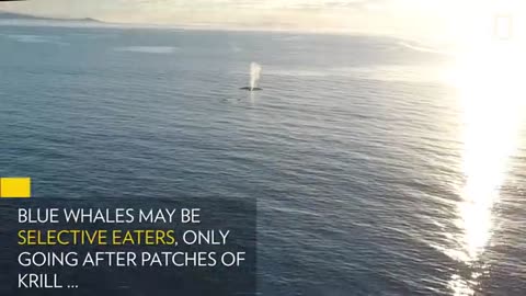 See Blue Whales Lunge For Dinner in Beautiful Drone Footage | National Geographic