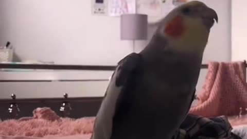 798.Kiki moments cockatiel