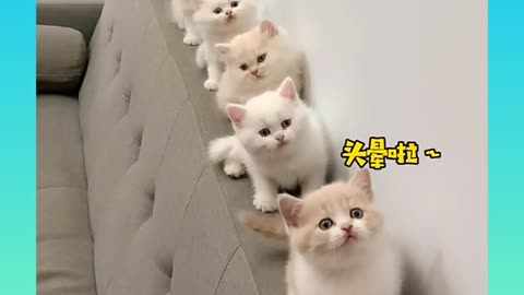 Cute and Funny cat video latest 2022