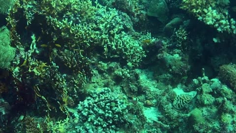 Exploring the beauty of coral reef - no sound