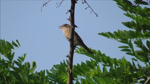 Garden Warbler Bird Animal Nature Songbird