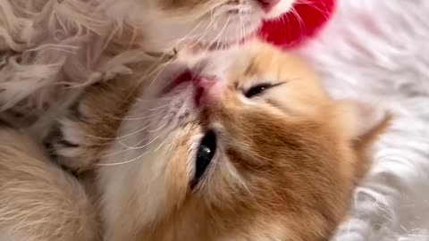 Cutest baby cat video🥰😺 | so funny animal video #babycat #kitten #kitty #pet
