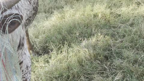 Cow Caught in Hay Wrap