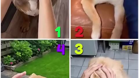 Who's is the best reaction for dogs 🐶 with different sounds