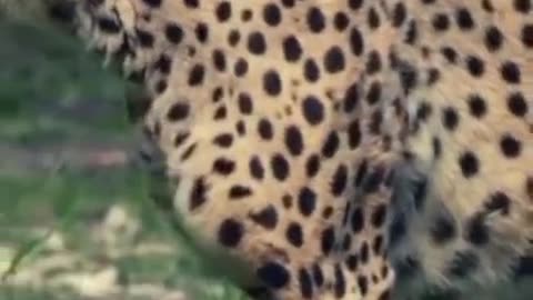 Jaguar Animals Videos For Kids