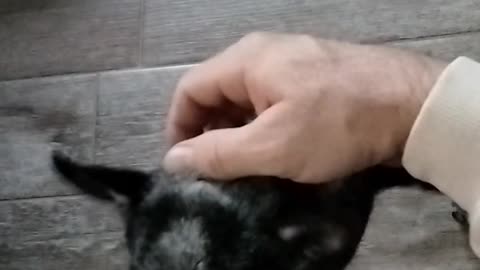 Adorable Chihuahua craves attention
