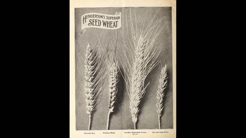 Old World Agriculture Wheat Landraces