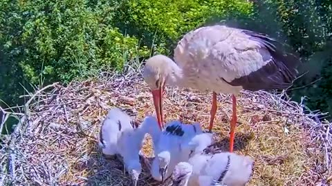 Stork nest with babies