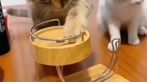 funny and cute cats