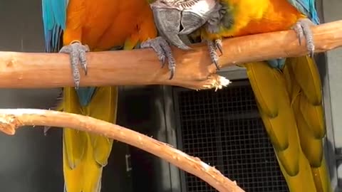 Beautiful Macaw parrots breeding