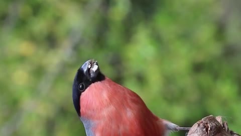 Bullfinch Bird eating on a tree log