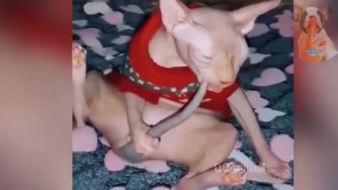 Cute Baby Animal Funny Cats and Baby Animals