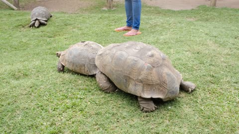 A Big Tortoise Pushing A Smaller One