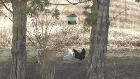 460 Pheasant and Chickens clean up after Blackbirds at feeder.