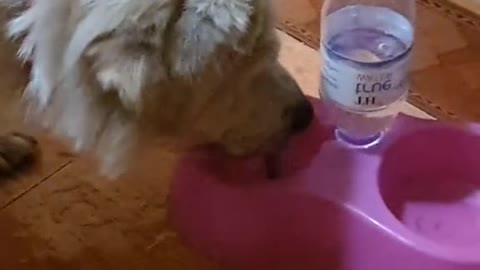 pet dog drinks cool water