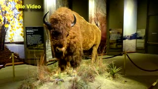 Bison Museum Native Americans